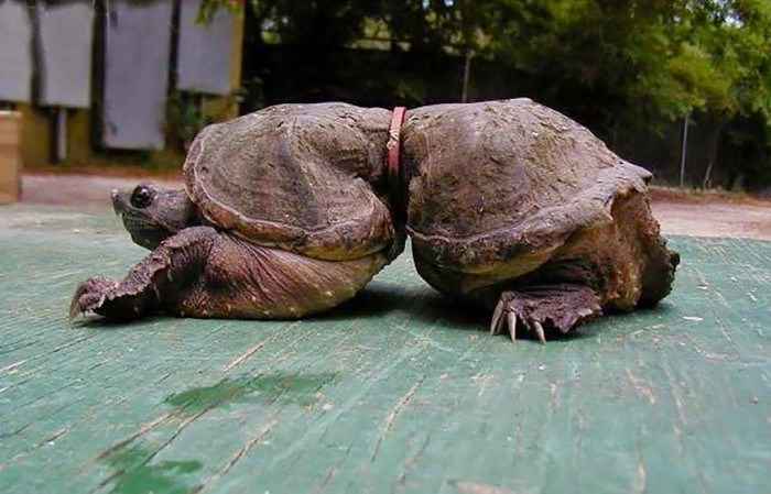 Turtle stuck in metal ring